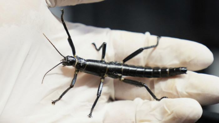 Praški zoološki vrt pokušava da osigura opstanak retkog "štap" insekta sa ostrva Lord Hau